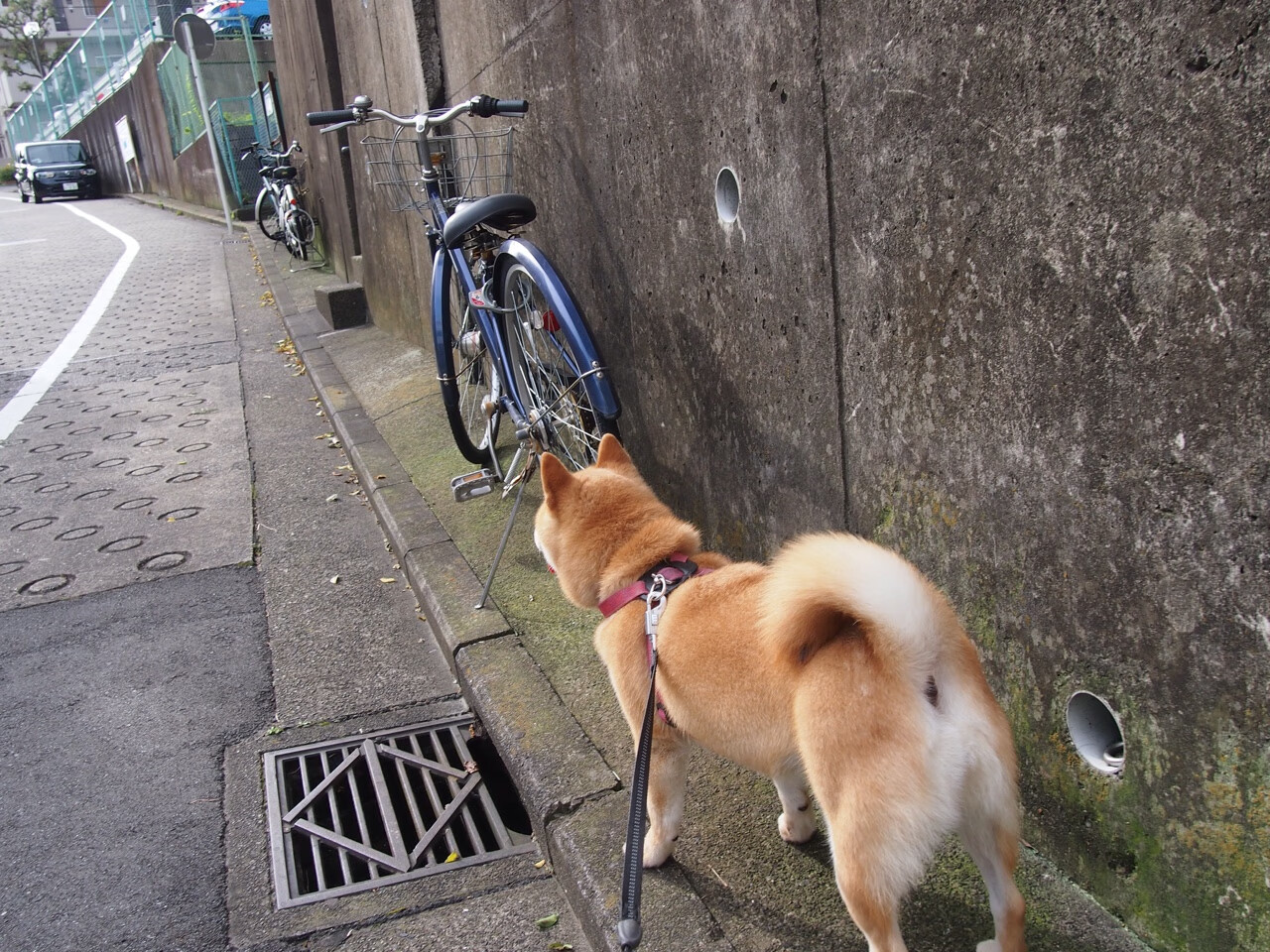 开云网页-_沙滩鸟巢跑：一场充满趣味的海滩运动秀_，沙滩鸟图片